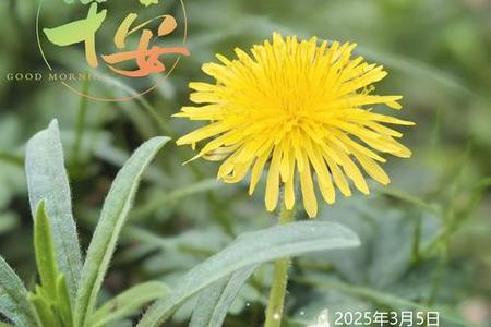 梦见花儿清晨悄悄开放