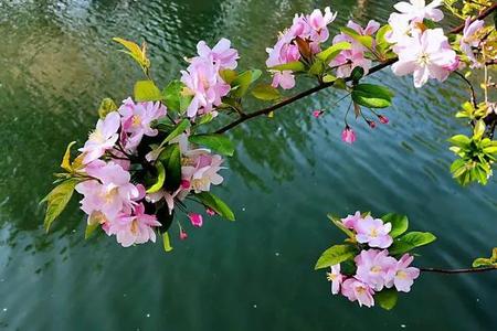 2008年4月2日辰时出生的男性大运流年