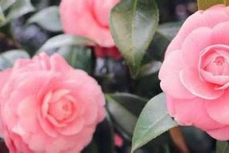 梦见花开清晨阳光照
