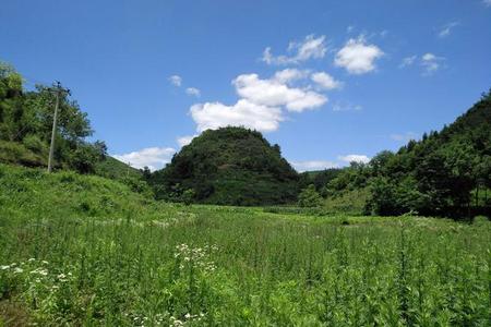 2025年07月01日这时候适合给植物换盆吗？