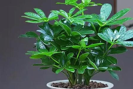 梦见家门口长出一棵高大的树