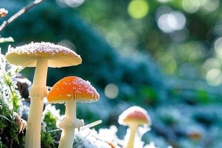 梦见清晨草地上露珠闪闪